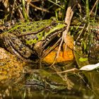 Ein kühles Plätzchen am Wasser - mein Teichfrosch hat es gefunden.