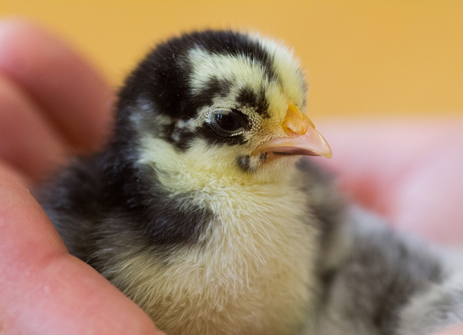 Ein Küken in der Hand