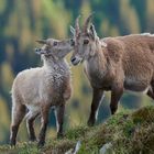 ein Küsschen für Mama