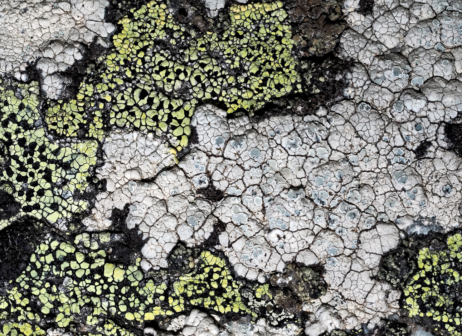 Ein Kunstwerk aus dem Flechten-Paradies! - Une oeuvre d'art du paradis de lichens!