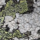 Ein Kunstwerk aus dem Flechten-Paradies! - Une oeuvre d'art du paradis de lichens!