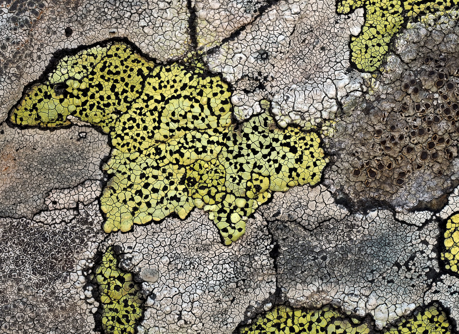 Ein Kunstwerk aus der Welt der Flechten! - La beauté des lichens!