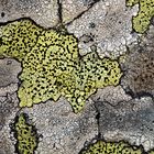 Ein Kunstwerk aus der Welt der Flechten! - La beauté des lichens!