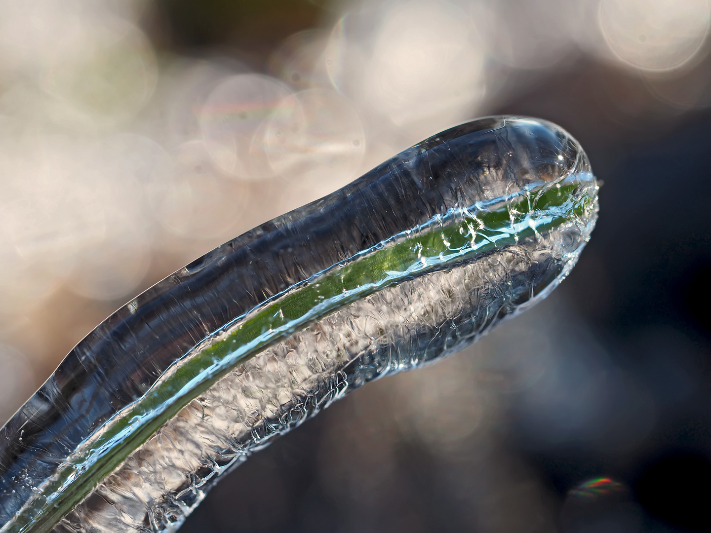 Ein Kunstwerk aus Gras und Eis... - Une herbe entourée de glace.