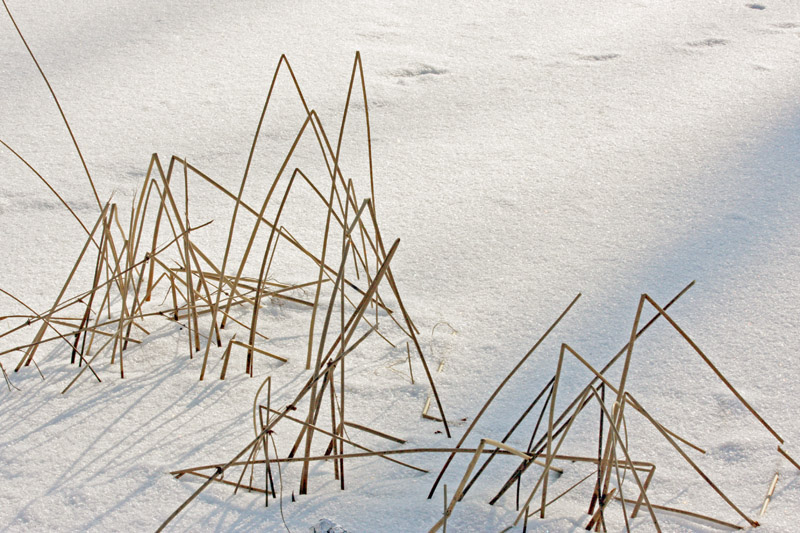 Ein Kunstwerk der Natur