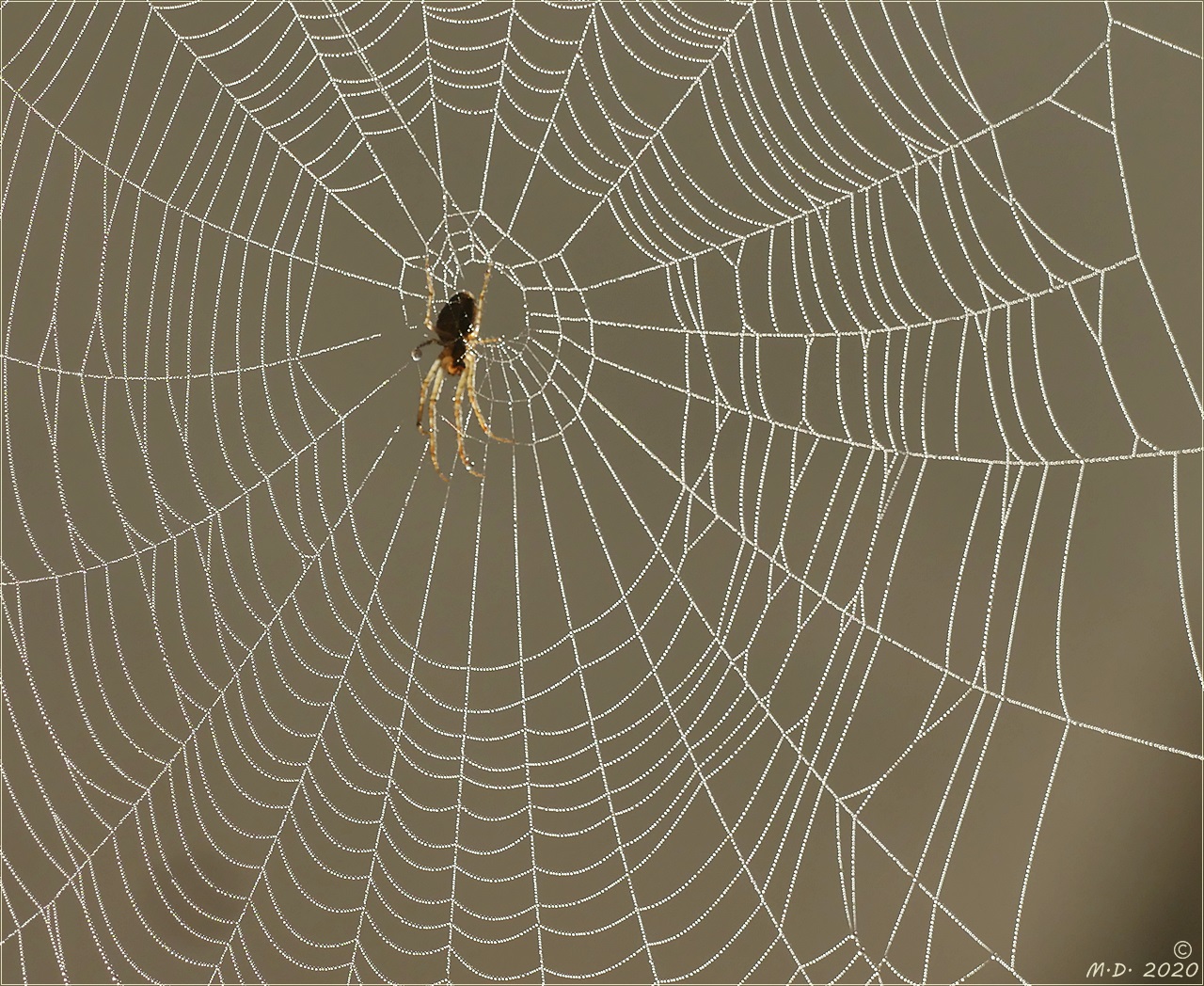 Ein Kunstwerk der Natur.