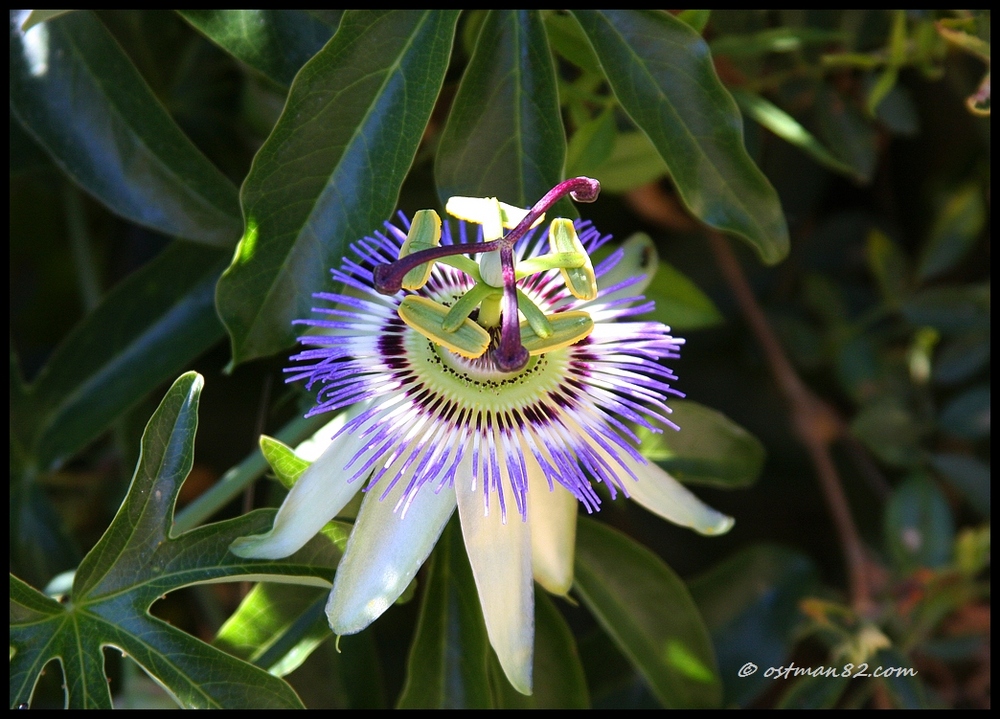 Ein Kunstwerk der Natur in der Provence