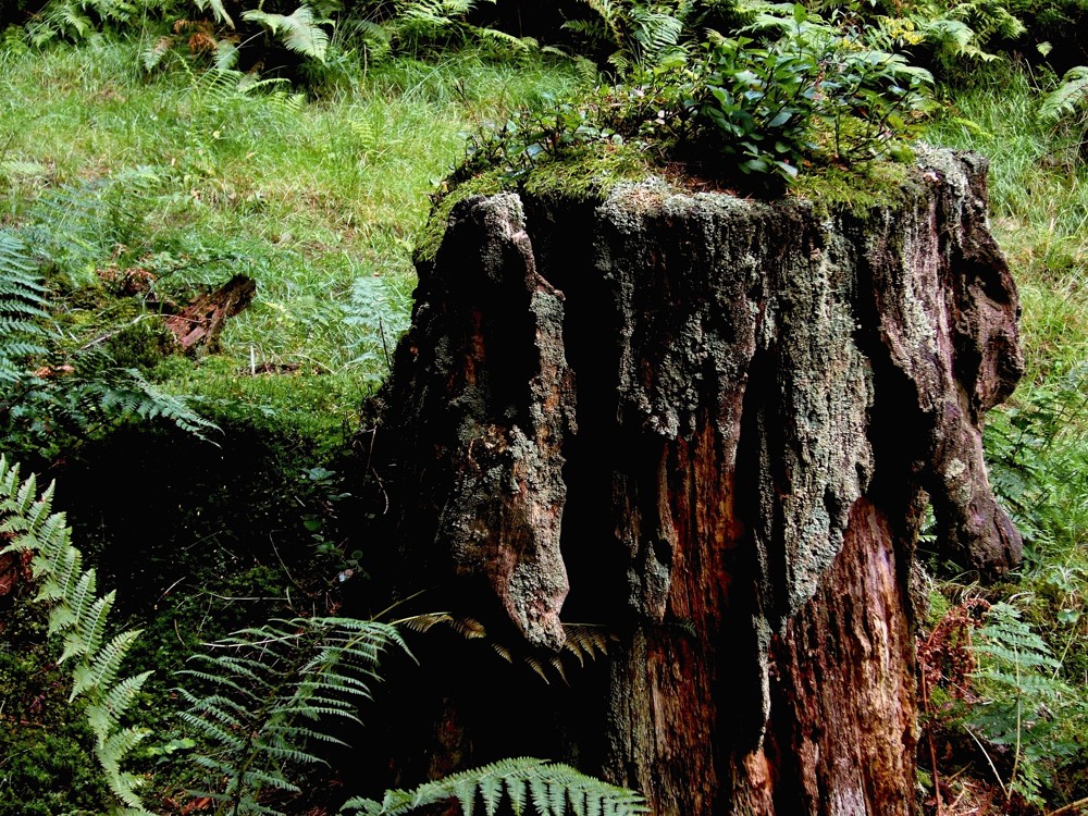 Ein Kunstwerk der Natur! Wisst Ihr, wo es das gibt?