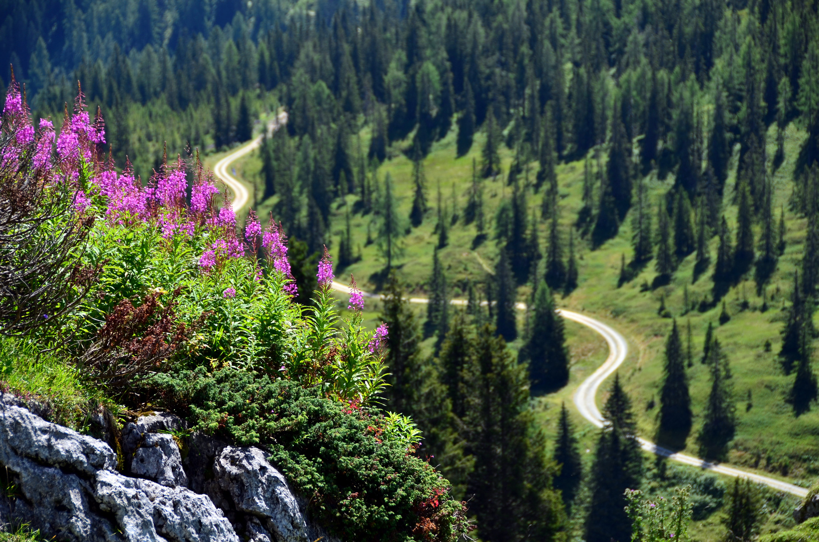 Ein kurviger Waldweg