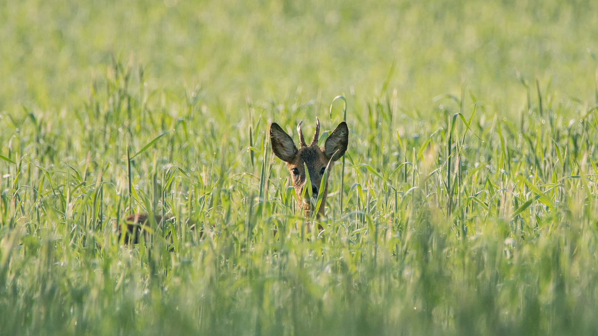 ein kurze Blick