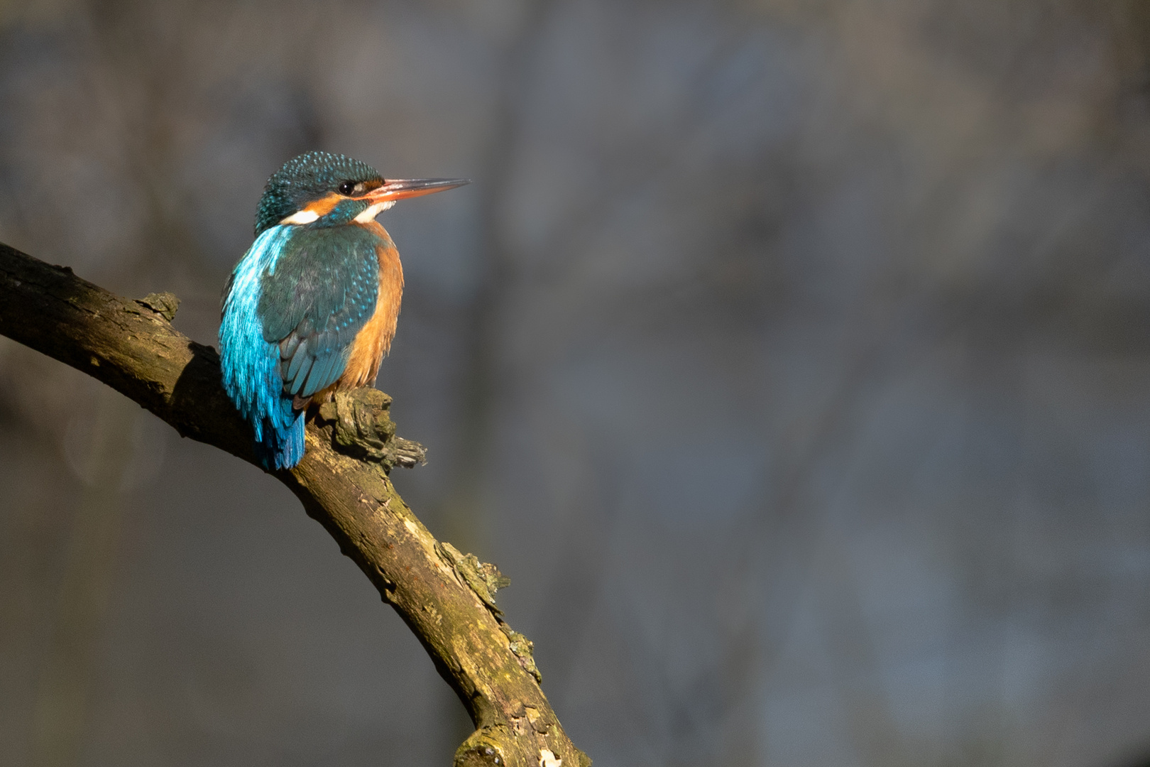 EIN KURZER AUGENBLICK Foto & Bild natur, tiere, wildlife Bilder auf