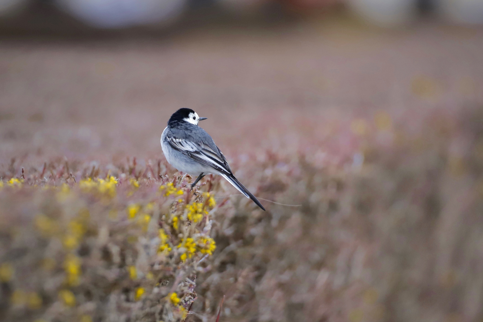 Ein kurzer Augenblick Foto & Bild tiere, wildlife, wild lebende vögel