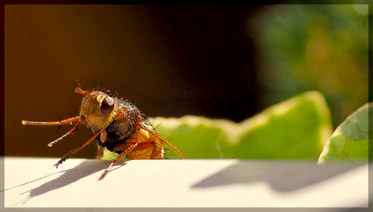 Ein kurzer Besuch..