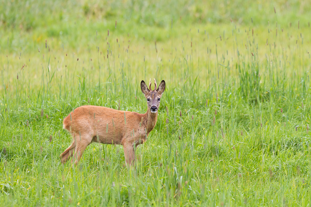 Ein kurzer Blick...