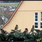 Ein kurzer Blick durch die Fensterscheibe...