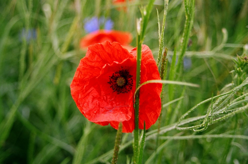 ein kurzer Gedanke an den Sommer