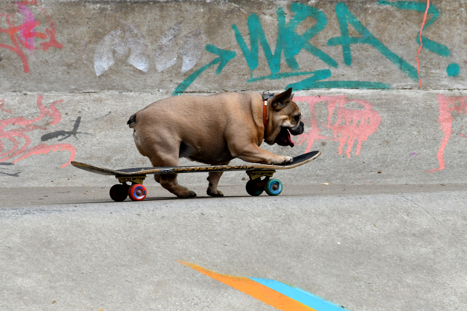 Ein kurzer Hund braucht kein Longboard Foto & Bild sport, tiere