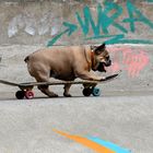 Ein kurzer Hund braucht kein Longboard