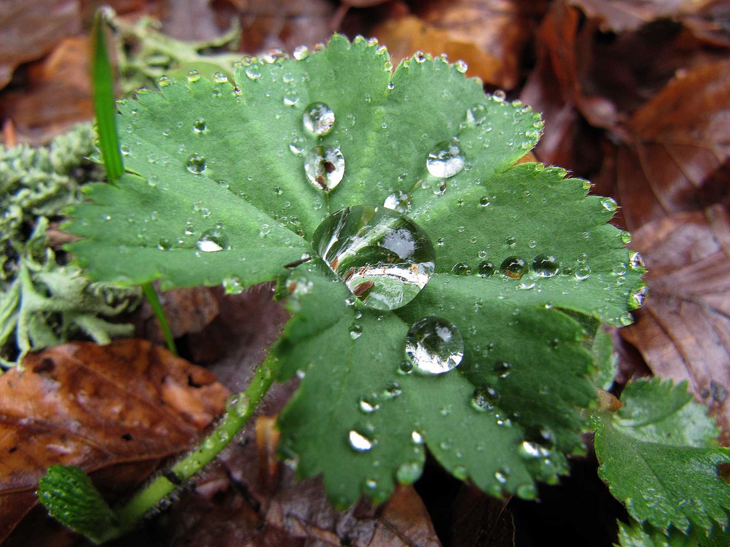 ein kurzer Regenguß