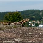 Ein kurzer Seitenblick...und weg war sie...