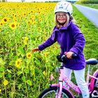 Ein kurzer Stop am Sonnenblumenmeer