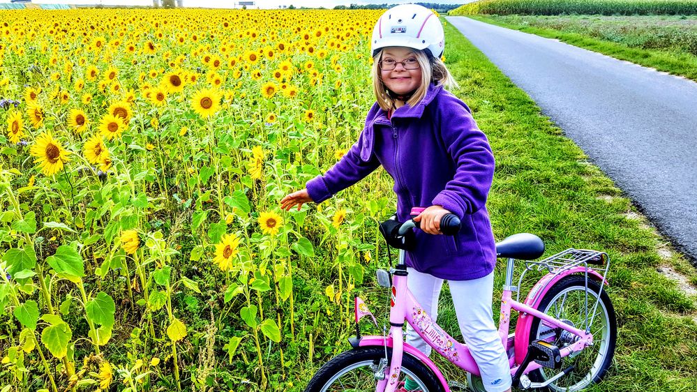 Ein kurzer Stop am Sonnenblumenmeer