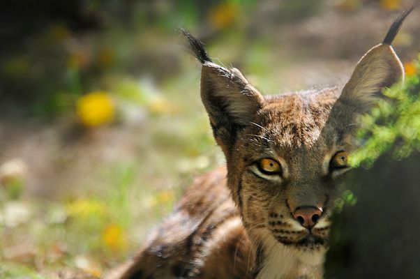 Ein kurzes Interesse...