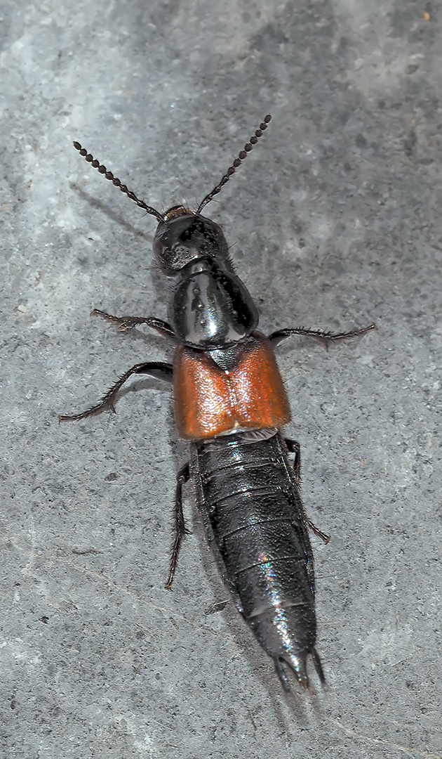 Ein Kurzflügelkäfer (Staphylinidae), vielleicht Philonthus spinipes.* (Foto 1) - Un coléoptère...