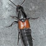 Ein Kurzflügelkäfer (Staphylinidae), vielleicht Philonthus spinipes.* (Foto 1) - Un coléoptère...