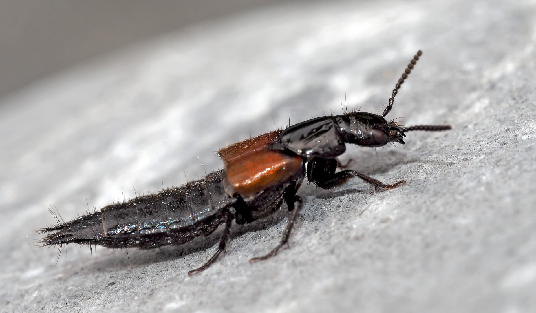 Ein Kurzflügelkäfer (Staphylinidae), vielleicht Philonthus spinipes. - Un coléoptère...