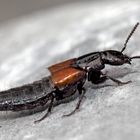 Ein Kurzflügelkäfer (Staphylinidae), vielleicht Philonthus spinipes. - Un coléoptère...