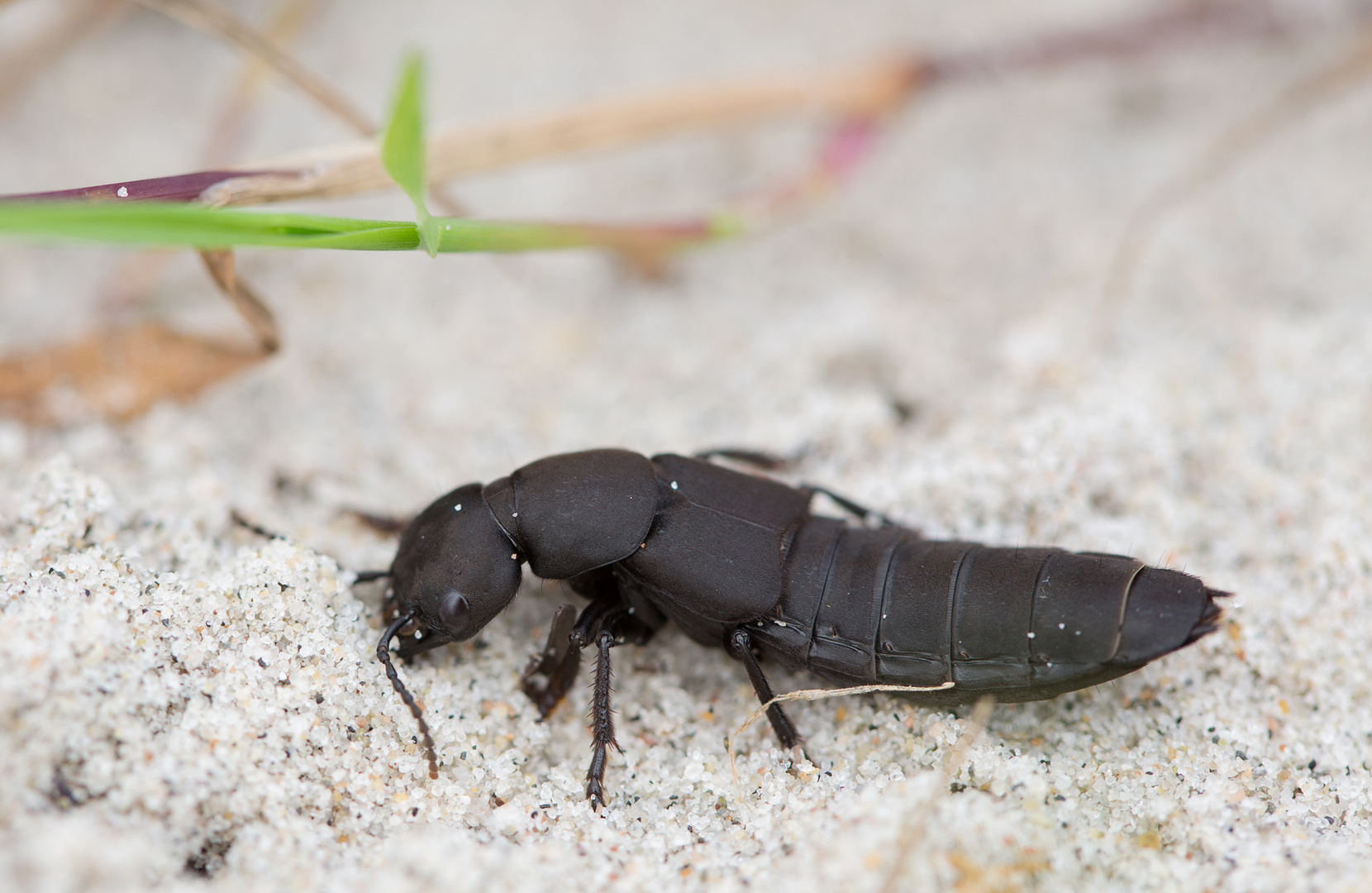 Ein Kurzflügler am Strand