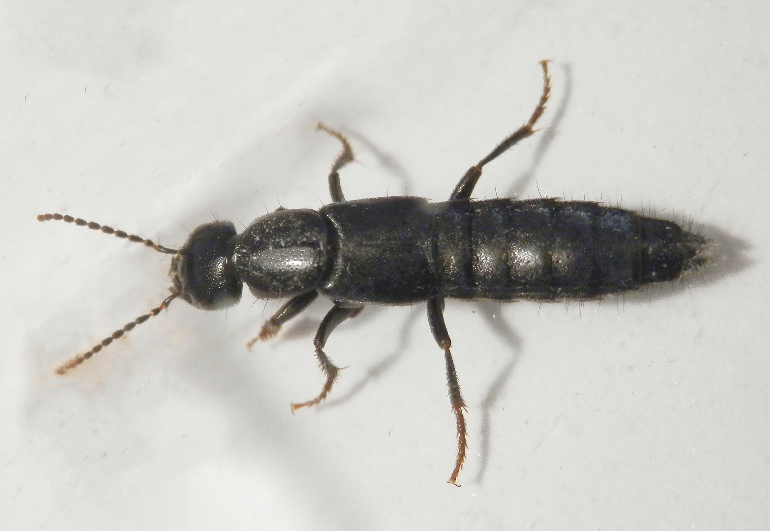 Ein Kurzflügler (Staphylinidae) im Haus - Tasgius sp.