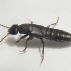 Ein Kurzflügler (Staphylinidae) im Haus - Tasgius sp.