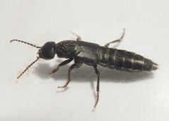 Ein Kurzflügler (Staphylinidae) im Haus - Tasgius sp.