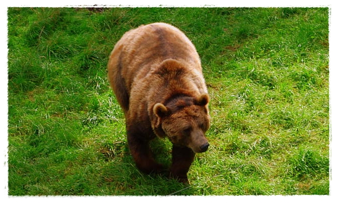 ein kuschelbär?