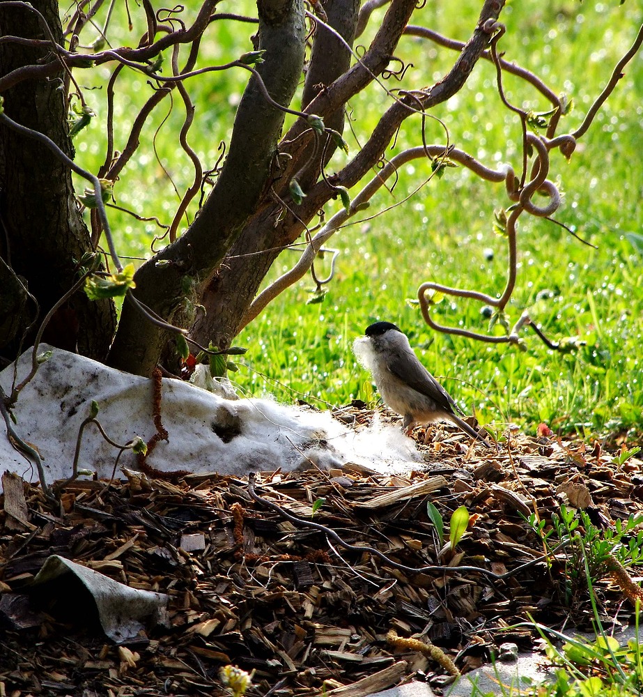 Ein kuschelige Nest....