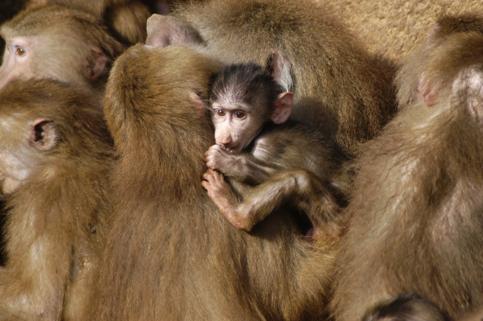 Ein Kuschelkind!