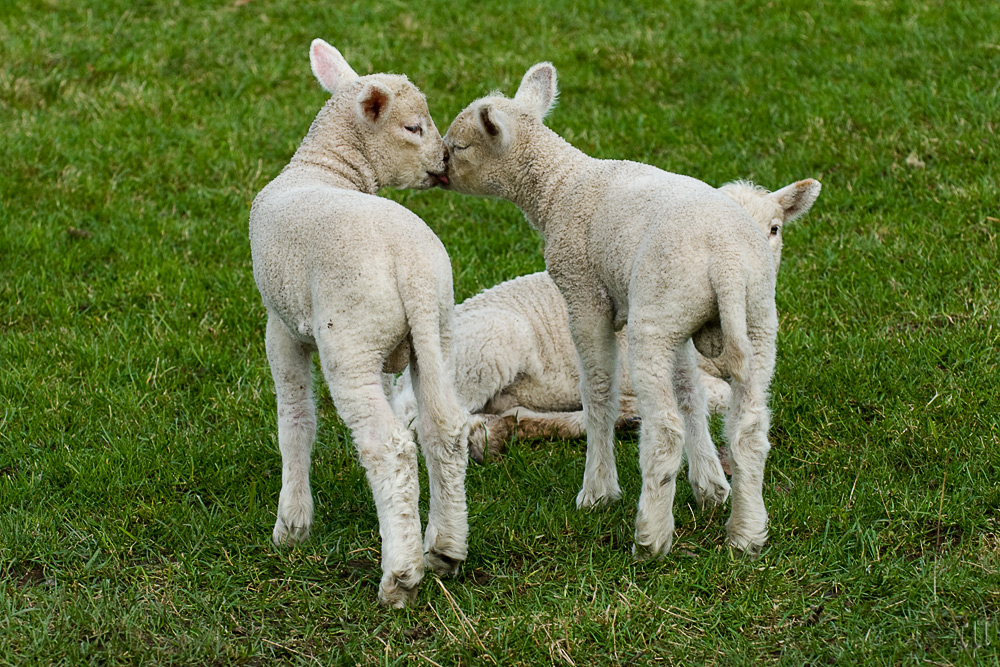 ein kuss im frühling