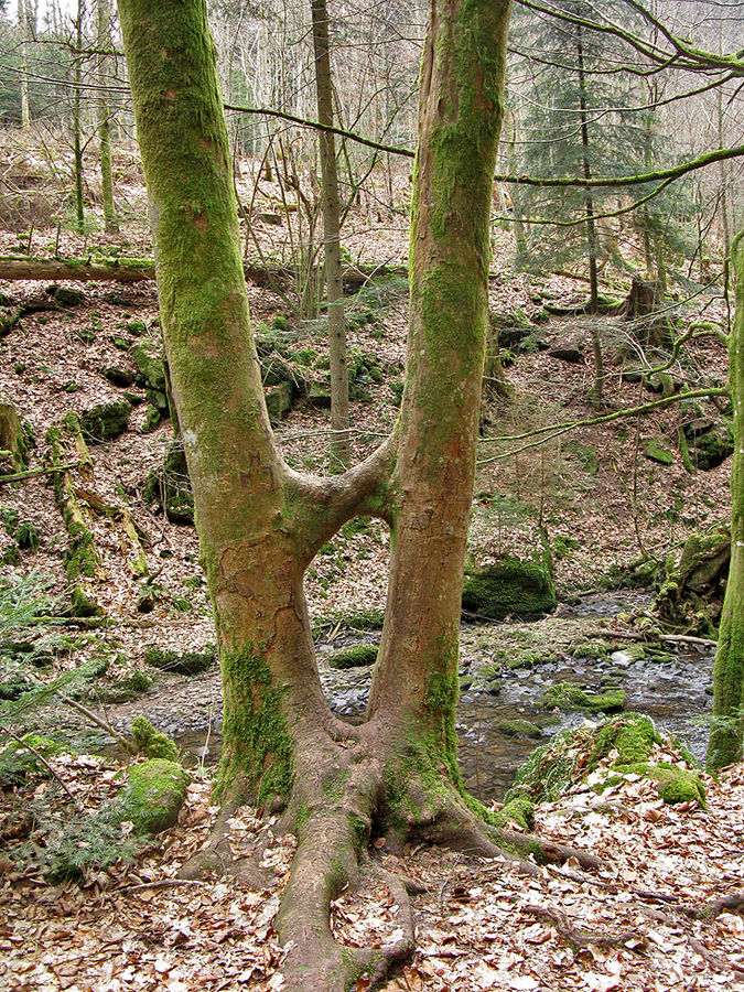 Ein Kuss - sicher ein Dauerbrenner:-)