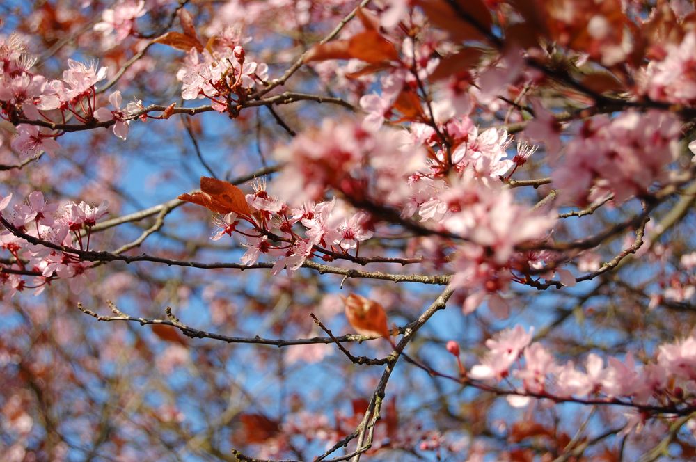 Ein Kuss vom Frühling