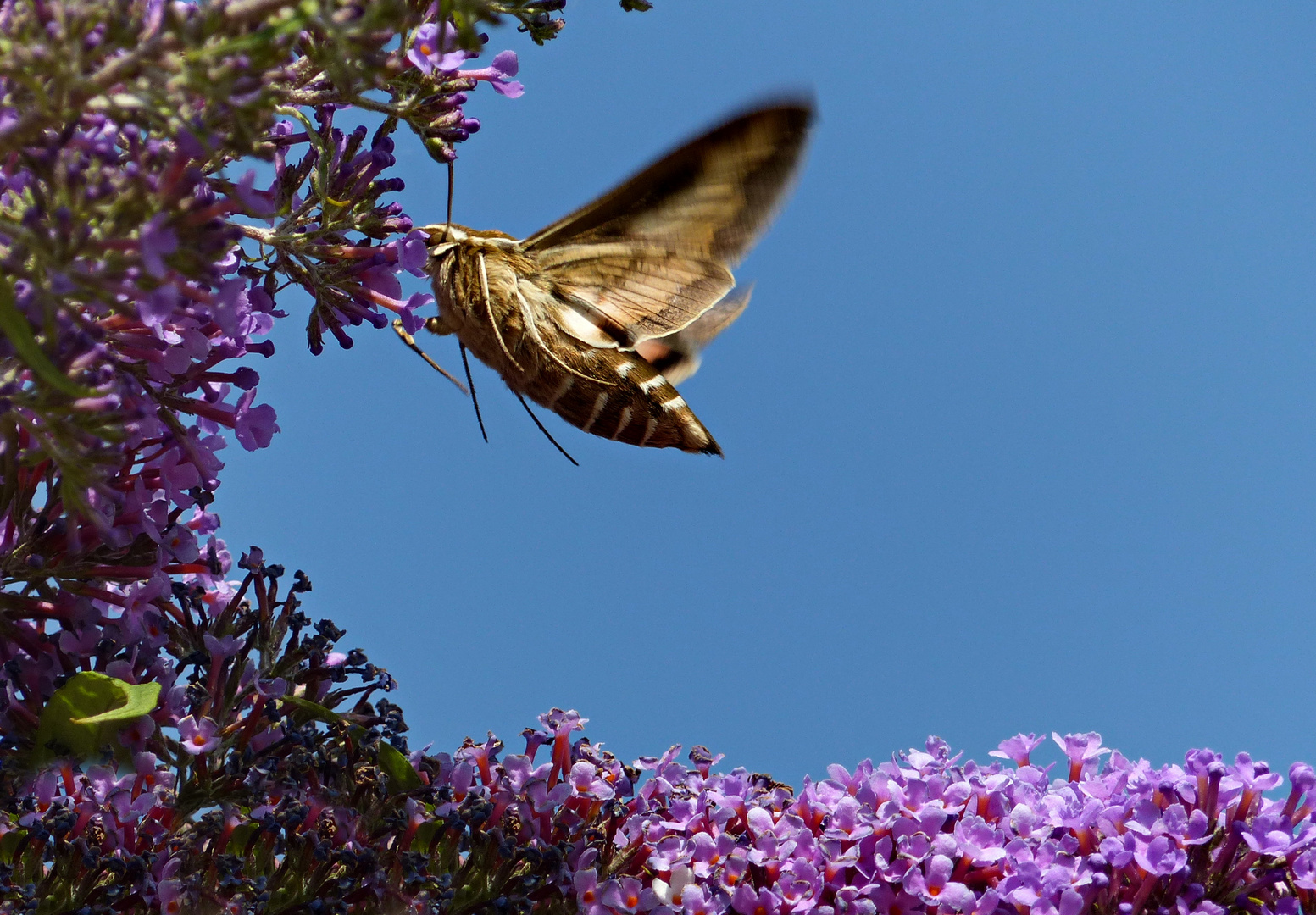 Ein Labkrautschwärmer nascht am Sommerflieder