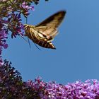 Ein Labkrautschwärmer nascht am Sommerflieder