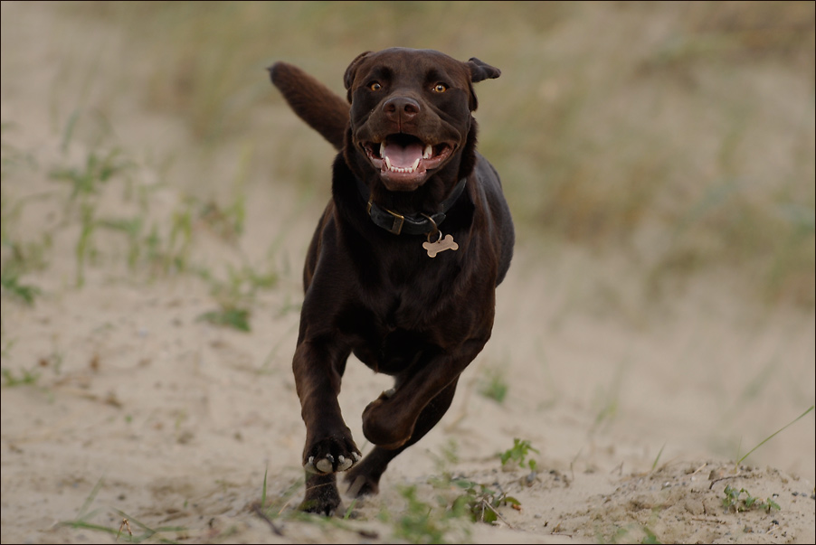 ein Labrador