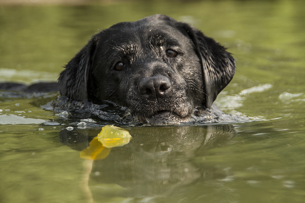 Ein Labrador gehört ins Wasser...