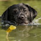 Ein Labrador gehört ins Wasser...