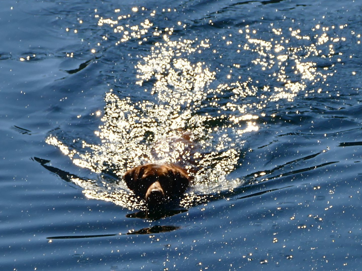 Ein Labrador im Wasser