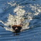 Ein Labrador im Wasser