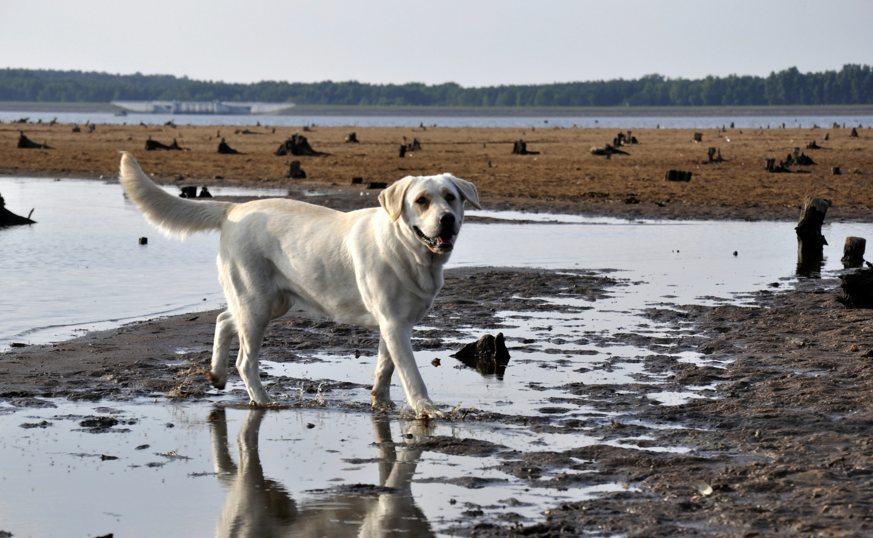 Ein Labrador in Action