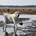 Ein Labrador in Action